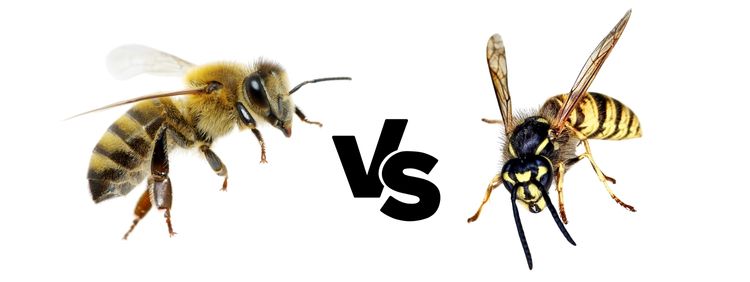 Top 5 Myths About Wasps Debunked - Wasps and Bees Are the Same