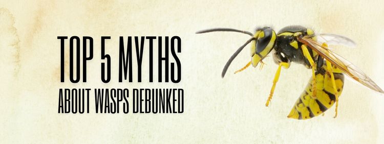 Top 5 Myths About Wasps Debunked