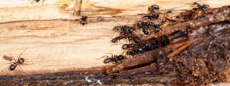 What Attracts Carpenter Ants