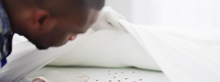 Do Bed Bugs Hibernate In Winter - Bed Bugs in the Winter