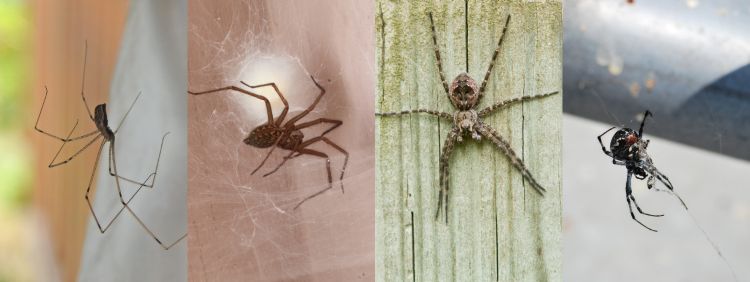 House Spiders: Common Types Of House Spiders And How To Identify Them