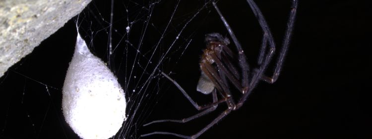 House Spiders: How To Identify A Spider Infestation