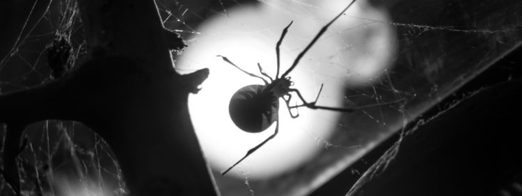 House Spiders: How to Identify Them and When to Worry